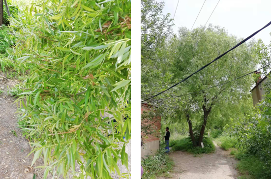 電氣事故引發(fā)加州山火，據(jù)說這個(gè)裝置可以避免事故發(fā)生！