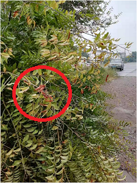 1電氣事故引發(fā)加州山火，據(jù)說這個(gè)裝置可以避免事故發(fā)生！